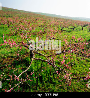 Peschi in primavera fioriscono, Lerew frutteti, Adams County, Pennsylvania, STATI UNITI D'AMERICA Foto Stock