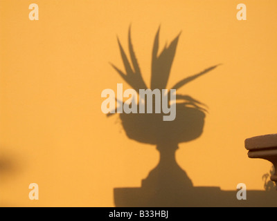 Impianto pot cactus ombra sul muro di casa in Grecia Foto Stock