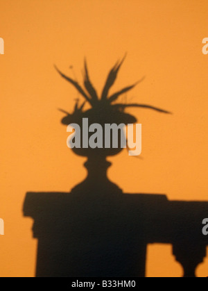 Impianto pot cactus ombra sul muro di casa in Grecia Foto Stock