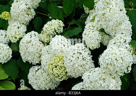 Hydrangea arborescens ANNABELLE Foto Stock