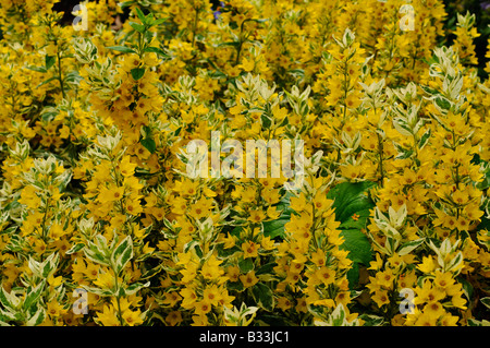 Lysimachia Punctata ALEXANDER Foto Stock