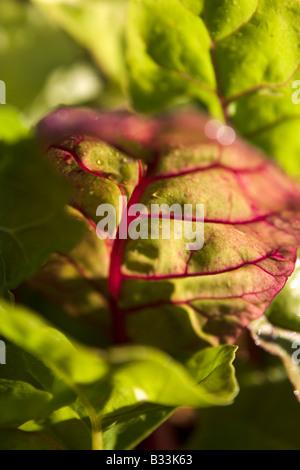 Bieta foglie (Beta vulgaris var. cicla) 'arcobaleno o luci luminose Chard" varietà Foto Stock