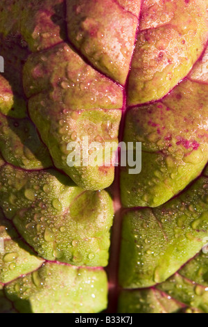 Le bietole foglia (Beta vulgaris var. cicla) 'arcobaleno o luci luminose Chard" varietà Foto Stock