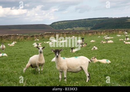 Pecore che si stazionano alla macchina fotografica, Levisham, North Yorks Moors National Park, Inghilterra del Nord Foto Stock