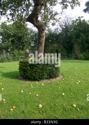La mela non cade lontano dall'albero Foto Stock