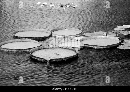 In bianco e nero di grandi ninfee Foto Stock