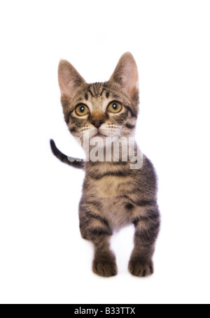Carino tabby Munchkin cat con grandi occhi dorati isolati su sfondo bianco Foto Stock