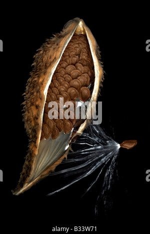 Milkweed pod con semi Foto Stock