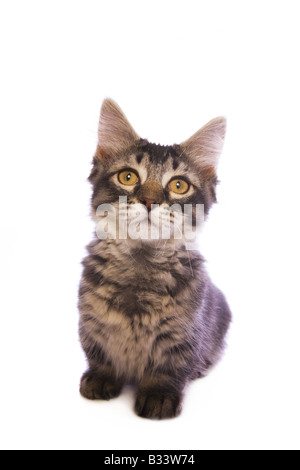 Carino tabby Munchkin cat con grandi occhi dorati isolati su sfondo bianco Foto Stock