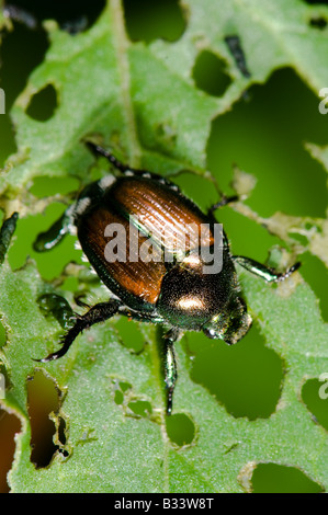 Coleottero giapponese Popillia japonica Foto Stock