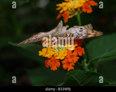 White farfalla pavone Foto Stock