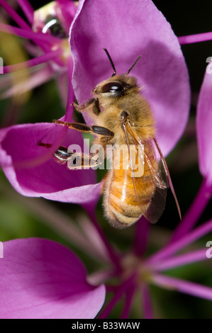 Il miele delle api rovistando su un viola spider flower Cleome hassleriana cappero famiglia Capparidaceae Foto Stock