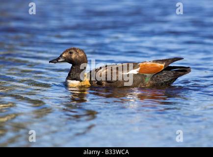 Un maschio shelduck australiano (Tadorna tadornoides) presso il lago di pastore, Perth, Western Australia Foto Stock