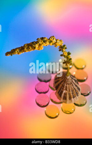 Composizioni floreali contro lo sfondo colorato con perline di vetro. Foto Stock