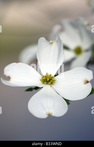 Fioritura Sanguinello Cornus Florida Foto Stock