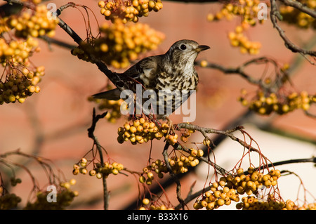 Tordo Mistle, Turdus viscivorous, alimentando su rowan ornamentali bacche su albero Foto Stock