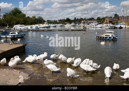 Cigni Oulton ampia parte del Norfolk Broads suffolk East Anglia England Regno unito Gb Foto Stock