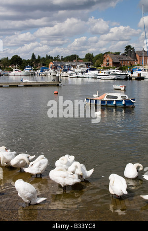 Cigni su Oulton ampia parte del Norfolk Broads suffolk East Anglia England Regno unito Gb Foto Stock