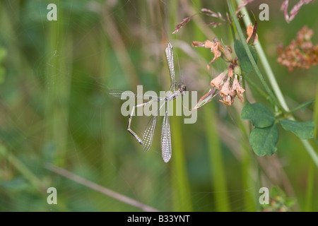 Resti di un morto Platycnemididae Damselfly specie catturate in una tela di ragno Foto Stock