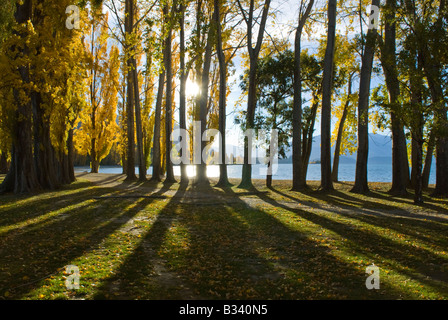Il sole splende attraverso gli alberi di pioppo sulle rive del Lago Wanaka in Central Otago Foto Stock