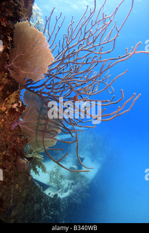 Relitto subacqueo del prezzo Albert coperti con corallo Foto Stock