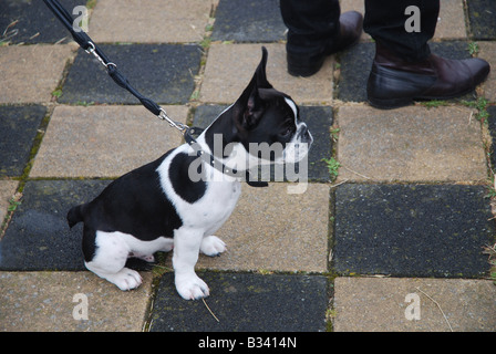 Bianco e nero cane sul pavimento a scacchi Foto Stock