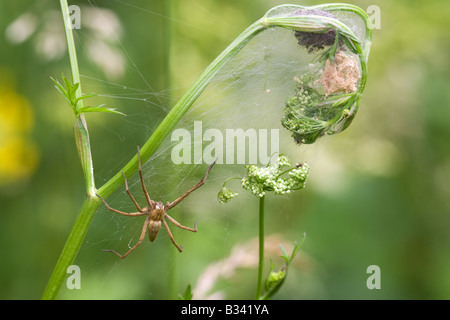 Vivaio Web Spider mirabillis Pisaura femmina adulta spider a guardia di fresco spiderlings tratteggiata nel web su un impianto umbellifer Foto Stock