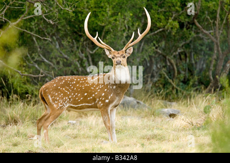 Asse Deer Cervus asse Ozona Texas Stati Uniti 12 agosto maschio adulto Cervidae captive Foto Stock