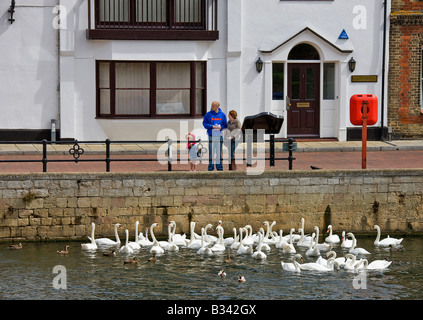 Una giovane ragazza con i suoi genitori in banchina, St Ives, alimentando i cigni (Cygnus olor) sul fiume Ouse. Foto Stock