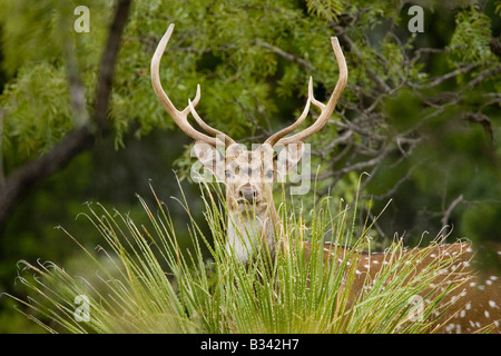 Asse Deer Cervus asse Ozona Texas Stati Uniti 12 agosto femmina adulta immaturo Moschidae captive Foto Stock