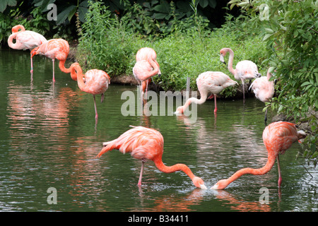 Americana o dei Caraibi Flamingo (Phoenicopterus ruber) [Chester Zoo di Chester, Cheshire, Inghilterra, Gran Bretagna, Regno Unito].. Foto Stock