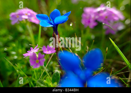 La molla la genziana (Gentiana verna) con rosa di primule alpino - Alpi Bernesi svizzera. Foto Stock