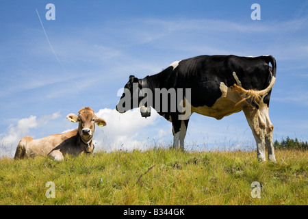 Il pascolo di bestiame su un prato alpino. Foto Stock