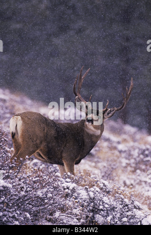 Mulo cervo nero-tailed Deer Odocoileus hemionus buck in snow fall Rocky Mountain National Park Colorado USA Foto Stock