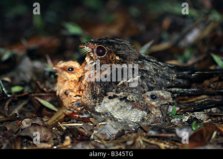 Jerdon's Nightjar (Caprimulgus atripennis) femmina con pulcini sul nido. Foto Stock