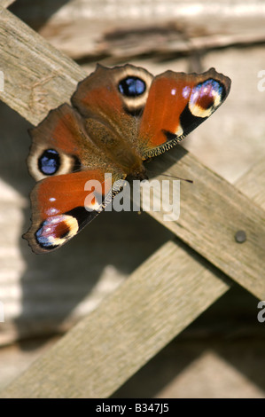 Aglais io. Farfalla pavone sulla recinzione da giardino Foto Stock