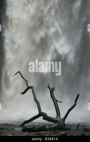 In prossimità della cascata Henrhyd con un albero morto tronco in corrispondenza della sua base nella valle di Swansea Galles del Sud Foto Stock