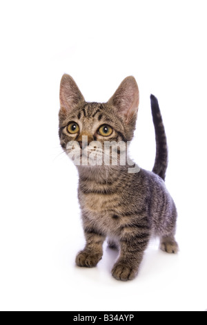 Carino tabby Munchkin cat con grandi occhi dorati isolati su sfondo bianco Foto Stock