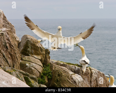 gannetti gannet colonia fagana sula seabirds uccelli niding corteggiamento rituale Foto Stock