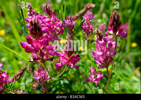 Vetch rosa fiori - pascoli alpini Foto Stock
