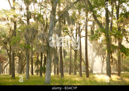 Alba a Fort Frederica monumento nazionale, San Simons Island, Georgia Foto Stock