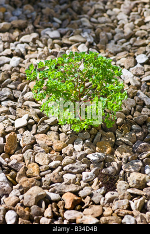 Fiore selvatico o indesiderata crescita di erbaccia in ghiaia nel mese di agosto Foto Stock