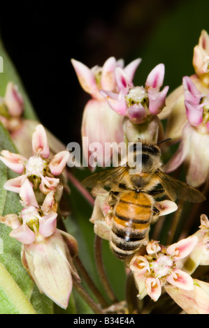 Il miele delle api sul fiore milkweed Foto Stock