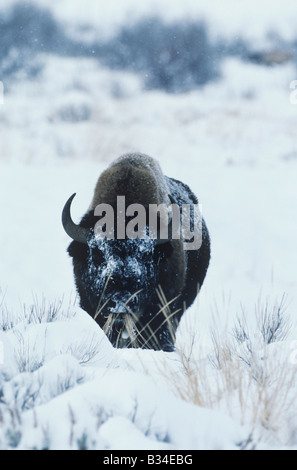 American Buffalo Bison bison bison adulto nella neve il Parco Nazionale di Yellowstone Wyoming USA Foto Stock