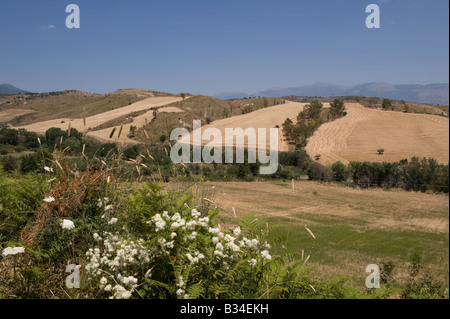 Fiori Selvatici, colline e le colture che vengono raccolte nei pressi del Parco Nazionale del Pollino Foto Stock