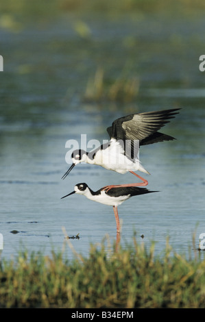 Nero a collo Stilt Himantopus mexicanus coppia coniugata Sinton Coastel piegare Texas USA Foto Stock