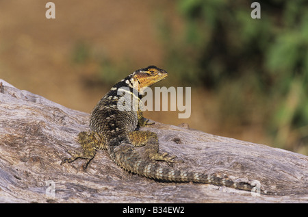 Blu lucertola spinosa serrifer Sceloporus cyanogenys adulto sul log ensoleillement Starr County Rio Grande Valley Texas USA Foto Stock