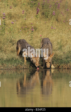 Coyote Canis latrans adulti bere da stagno Starr County Rio Grande Valley Texas USA Foto Stock