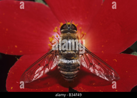 Drone fly Eristalis tenax adulto appollaiato sul fiore della contea di Starr Rio Grande Valley Texas USA Foto Stock