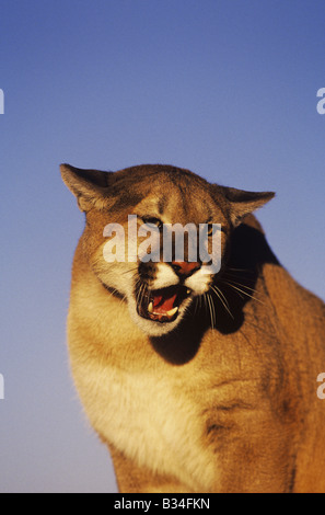 Mountain lion Puma concolor adulto ringhiando captive Colorado USA Foto Stock